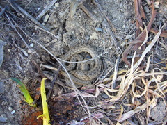 Macroprotodon mauritanicus