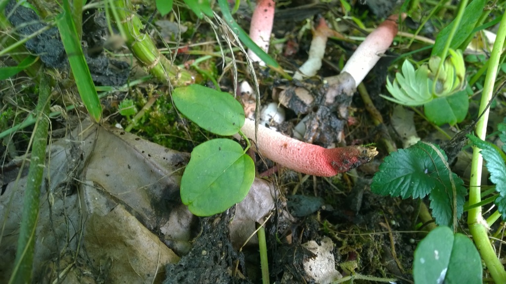 red stinkhorn from 5988 Helden, Nederland on July 12, 2014 at 05:12 PM ...