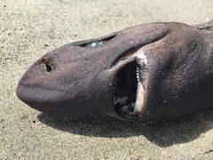 Velvet Dogfish photo 5