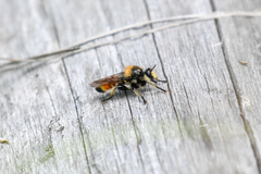 Laphria fernaldi