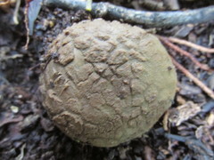 Myriostoma