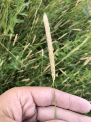 Alopecurus pratensis