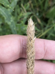 Alopecurus pratensis