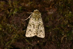 Thalatha bryochlora