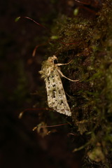 Thalatha bryochlora