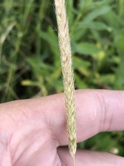 Alopecurus pratensis