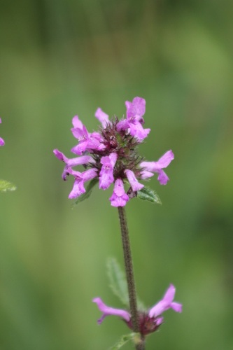 Betonica officinalis