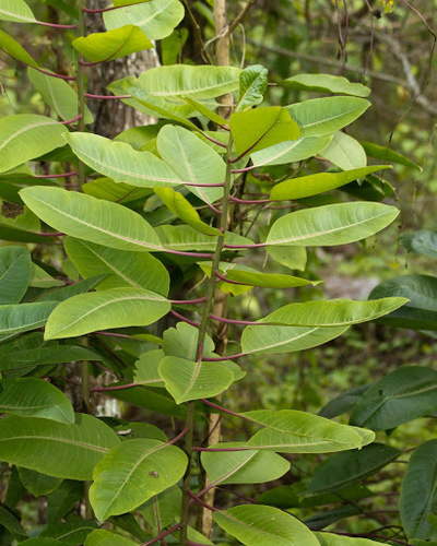 Charpentiera obovata × ovata