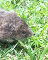 Meadow Vole photo 2