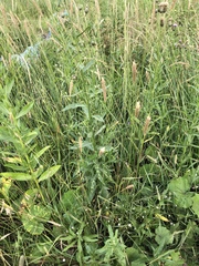 Alopecurus pratensis