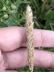 Alopecurus pratensis