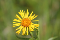 Pentanema salicinum