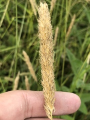 Alopecurus pratensis