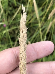 Alopecurus pratensis