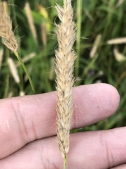 Alopecurus pratensis