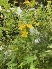 Hypericum ascyron