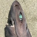 Velvet Dogfish - Photo (c) Rosa Laucci, some rights reserved (CC BY-NC), uploaded by Rosa Laucci