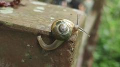 Helicarionidae