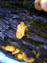 Chrysomphalina chrysophylla