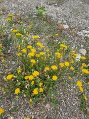 Crepis foetida