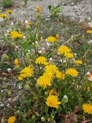 Crepis foetida
