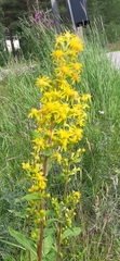 Solidago virgaurea