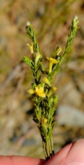 Gnidia scabra