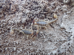 Urophonius achalensis