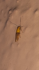 Stathmopoda auriferella