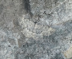 Charissa glaucinaria