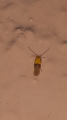 Stathmopoda auriferella