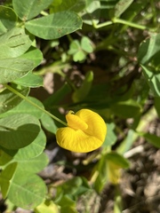 Arachis repens