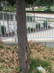 Tilia