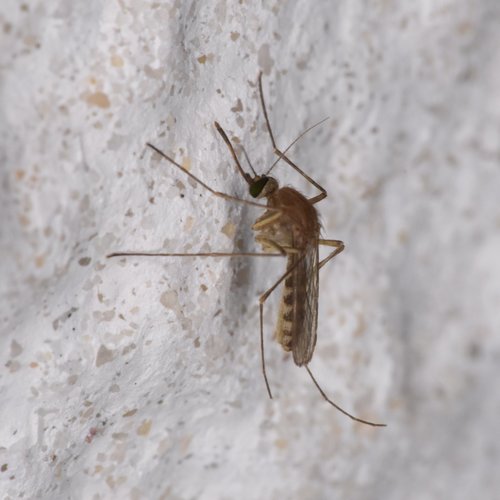 Florida SLE Mosquito photo 6