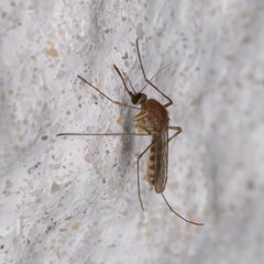 Culex nigripalpus