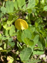 Arachis repens