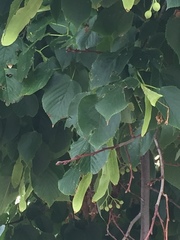Tilia