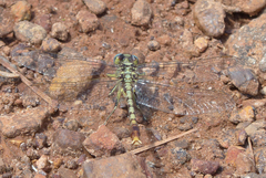 Arigomphus lentulus