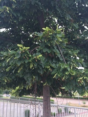 Tilia
