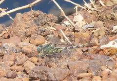 Arigomphus lentulus