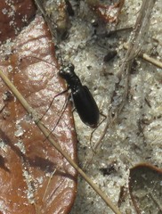 Cicindela abdominalis