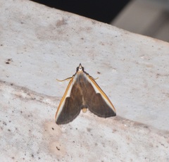 Pylartes subcostalis