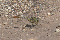 Arigomphus lentulus