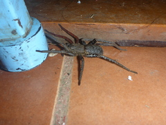 Ancylometes bogotensis