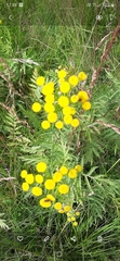 Tanacetum vulgare