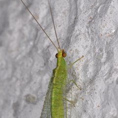 Chrysopodes collaris