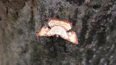 Corymica deducta