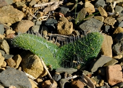 Lachenalia comptonii
