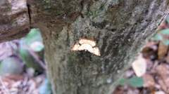 Corymica deducta