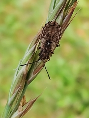 Nithecus jacobaeae